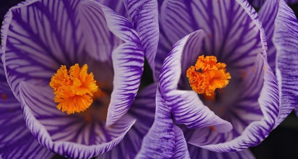 Crocus blossoms in early spring
