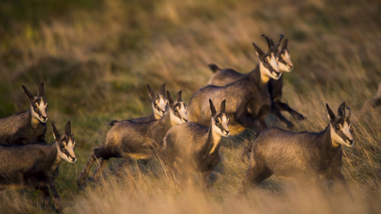 Harde de chamois en automne, Vosges 