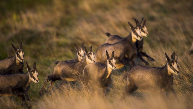 Harde de chamois en automne, Vosges 