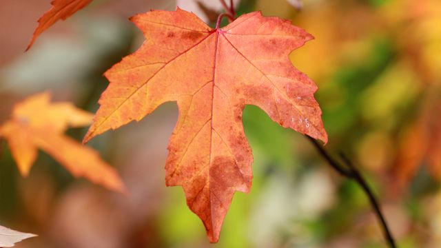 Red maple leaf, symbol of Canada