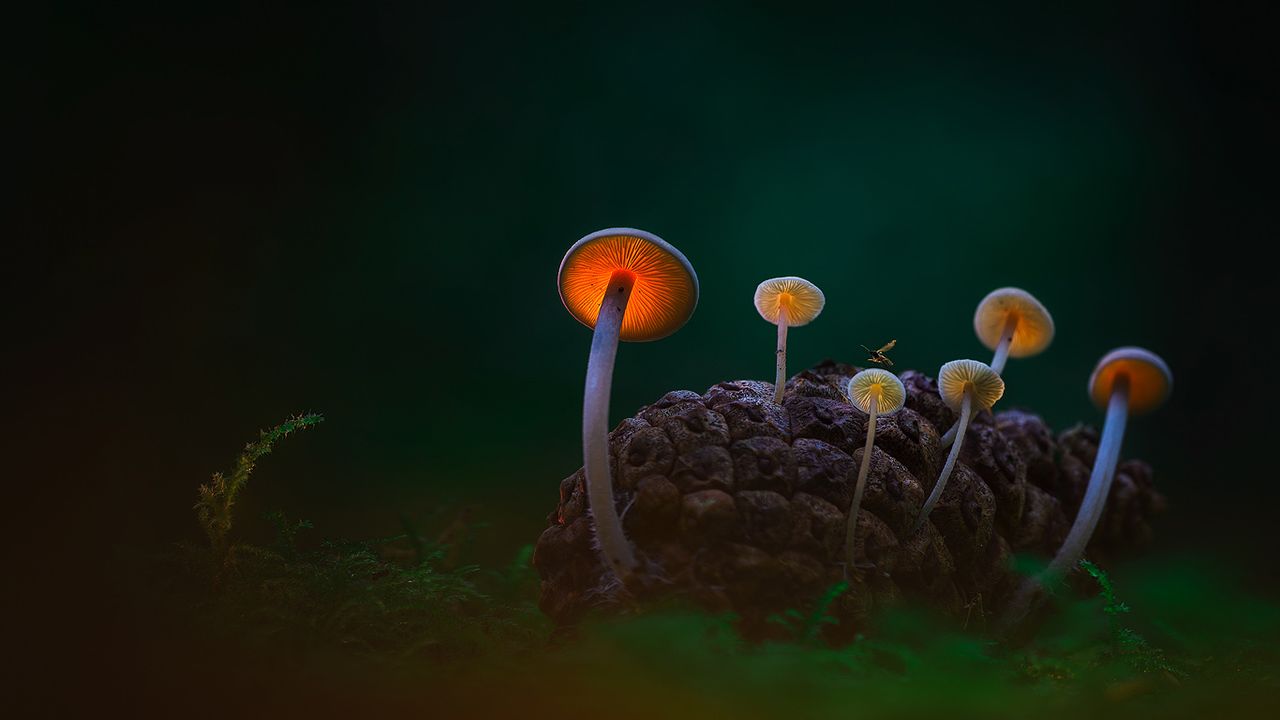 Mushrooms in the Dark Dunes near Den Helder, Netherlands 