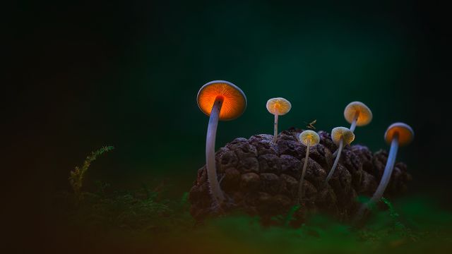 黑暗沙丘中的蘑菇,登海尔德近郊,荷兰