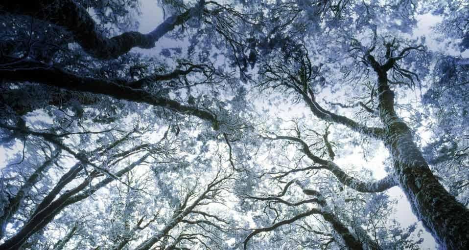 Myrtle forest in winter, west coast Tasmania, Australia