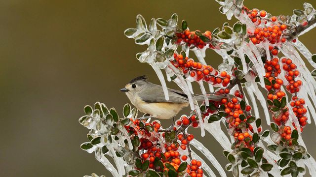 Black-crested titmouse in Texas Hill Country
