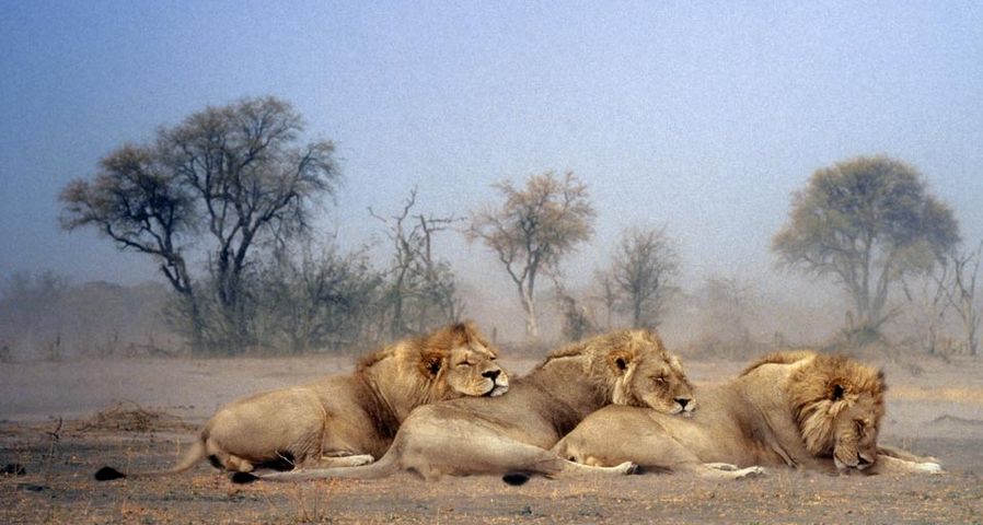 Three sleeping lions