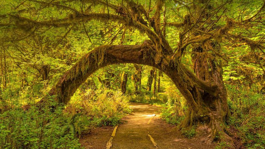 Forêt humide de Hoh dans le parc national Olympique de l’état de Washington, États-Unis