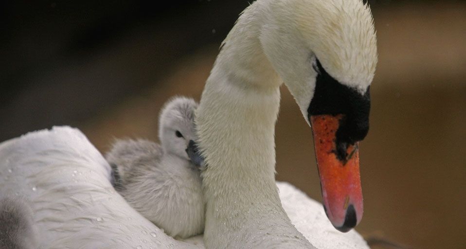Swan and cygnet, Abbotsbury Swannery, Weymouth , England – Matt Cardy/Getty Images ©
