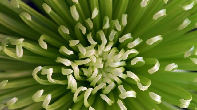 Chrysantheme „Anastasia Dark Green“