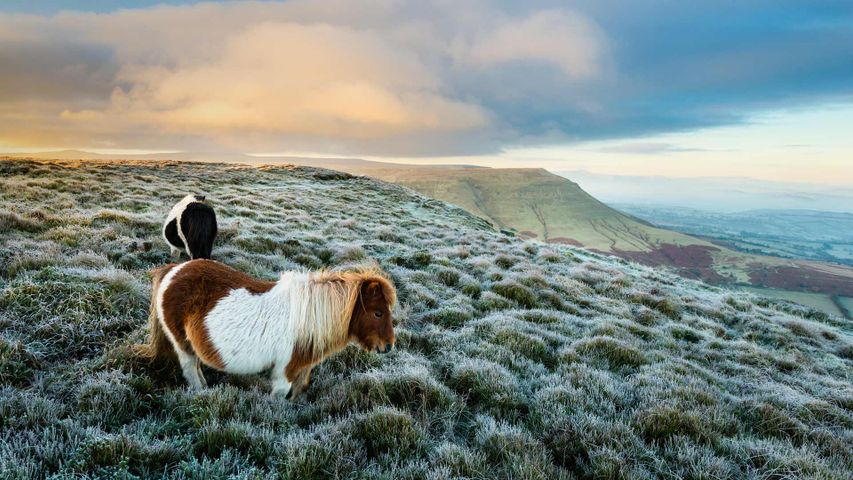 Wilde Ponys auf dem Hay Bluff, Black Mountains, Brecon-Beacons-Nationalpark, Wales