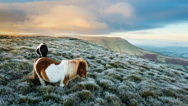 「野生のポニー」イギリス, ウェールズ
