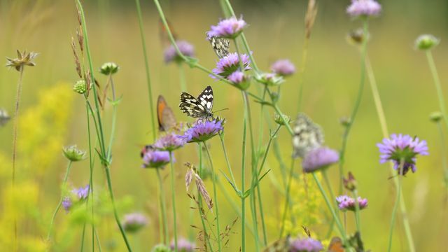 Schmetterlinge auf einer Wiese, Deutschland