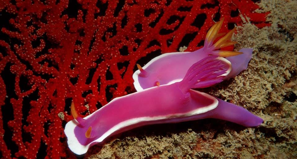 Zwei Seeschnecken im Meer, Lankayan Island, Malaysia – Reinhard Dirscherl/photolibrary ©