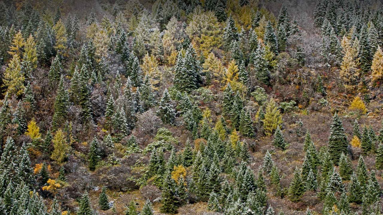 Givre au petit matin sur les arbres du parc national du mont Siguniang, Sichuan, Chine