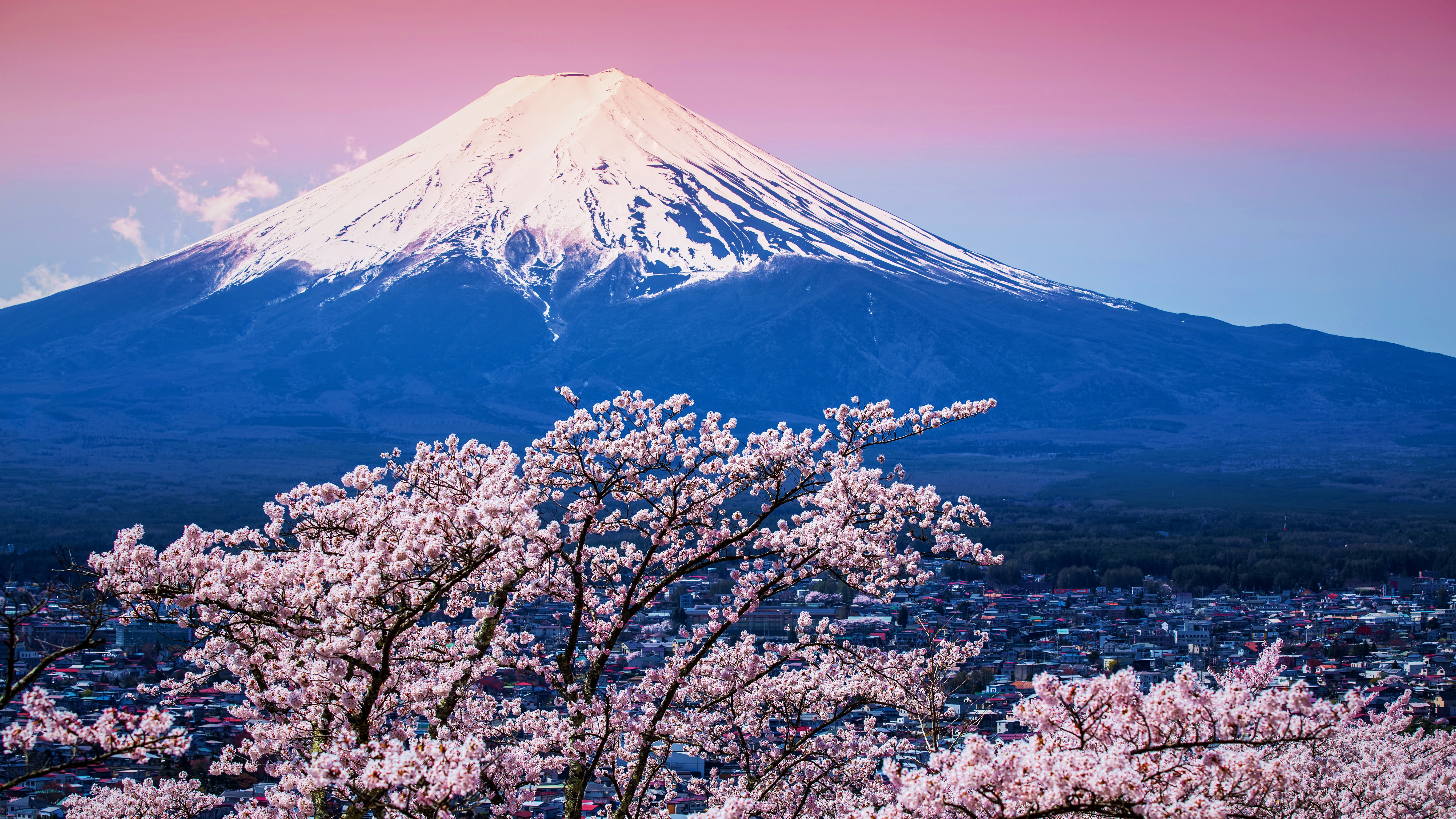 富士山と桜, 山梨 富士河口湖町 - Bing Gallery