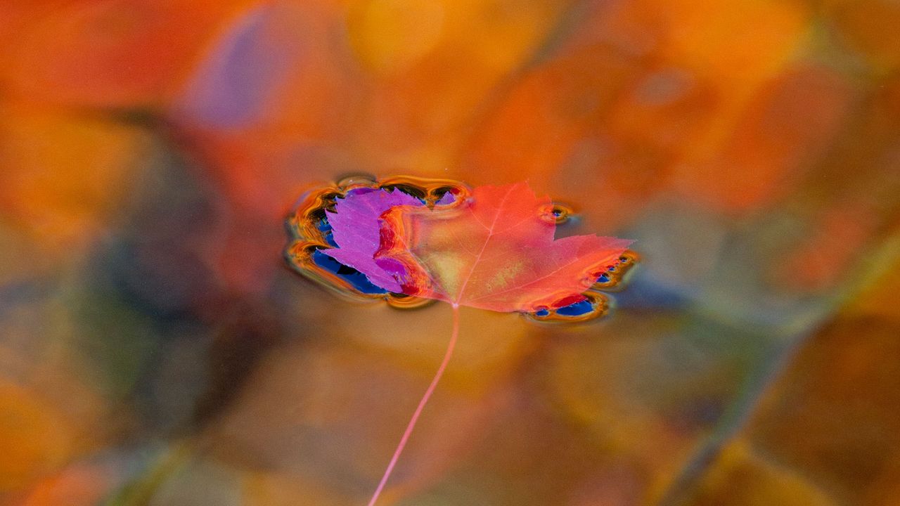 Feuilles d’érables rouges sur un bassin aux couleurs d’automne, Parc national du Mont-Saint-Bruno, Montréal, Canada