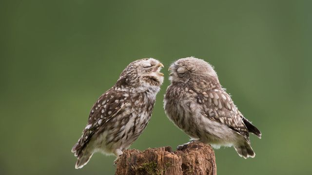 Une maman chouette houspille son petit qui s’éveille