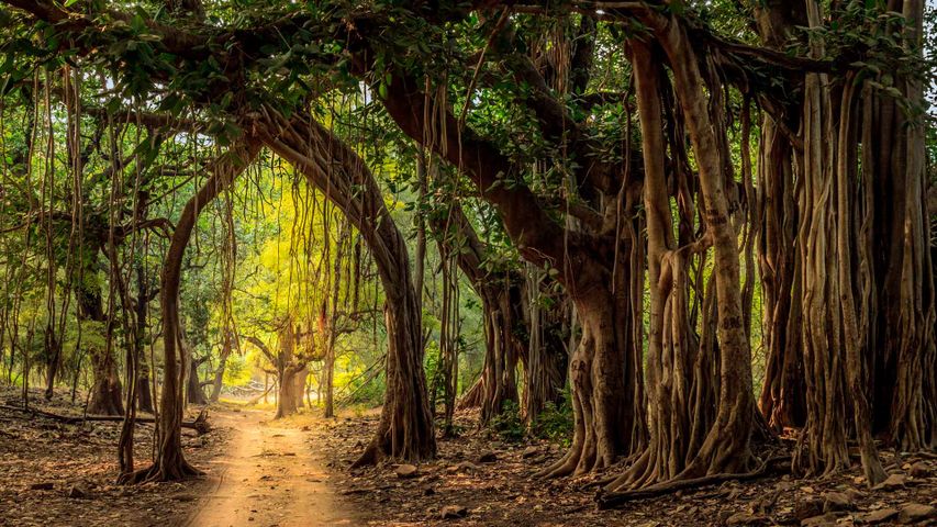 Jeep trail at Ranthambore National Park