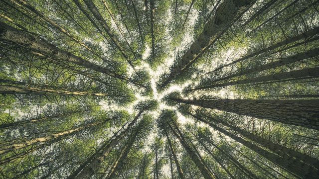Vista di alberi nel bosco Reggio Calabria, Italia