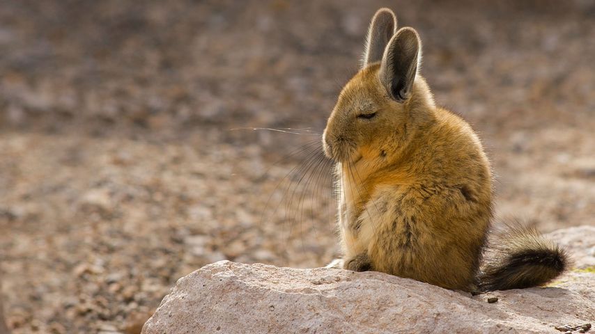 A southern viscacha in the Andes Mountains