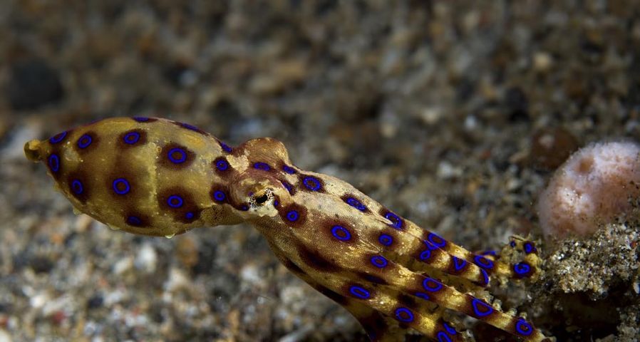 印尼苏拉威西岛伦贝海峡的蓝环章鱼
