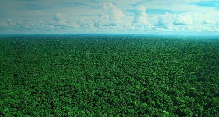 Amazon rainforest tree canopy, Brazil