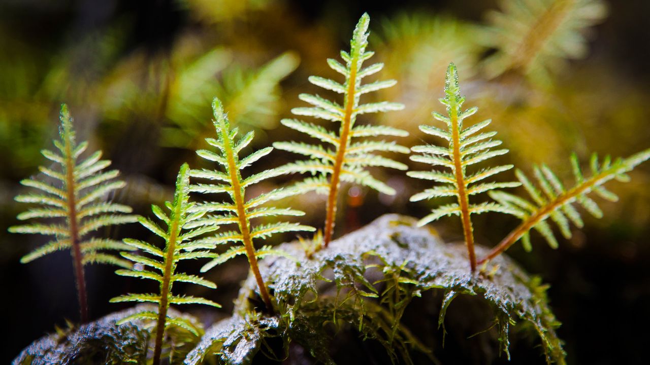 Stair-step Moss (Hylocomium Splendens) illuminated by sunlight in a damp forest 