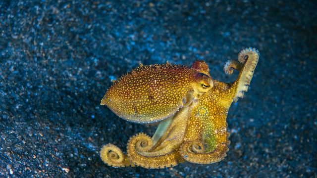 Mototi octopus, Lembeh Strait, Indonesia