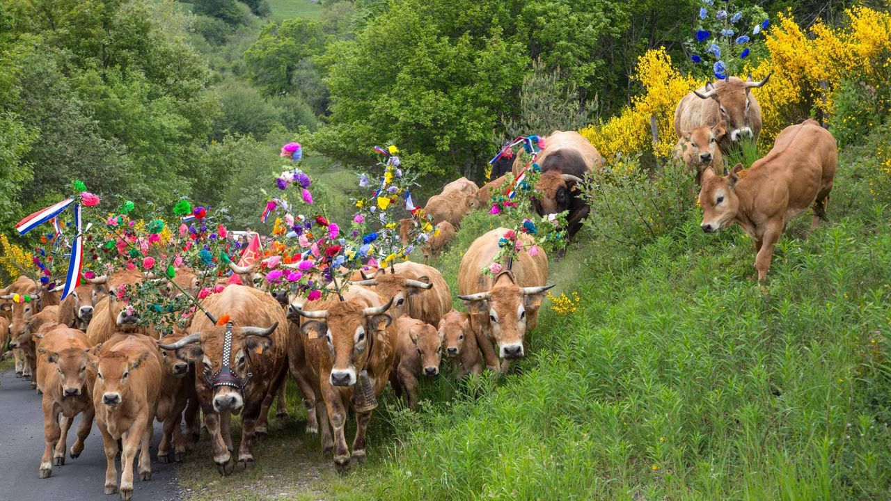 Fête de la transhumance en Lozère, Occitanie 