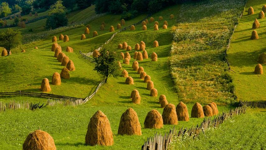 Pasture in Mânăstirea Humorului, Bukovina, Romania