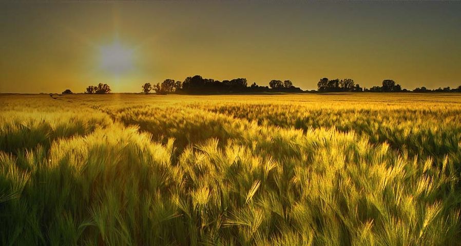 Barley field in the golden evening light