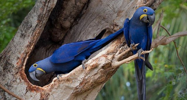 Two hyacinth macaws in a tree, the Pantanal wetland, Brazil