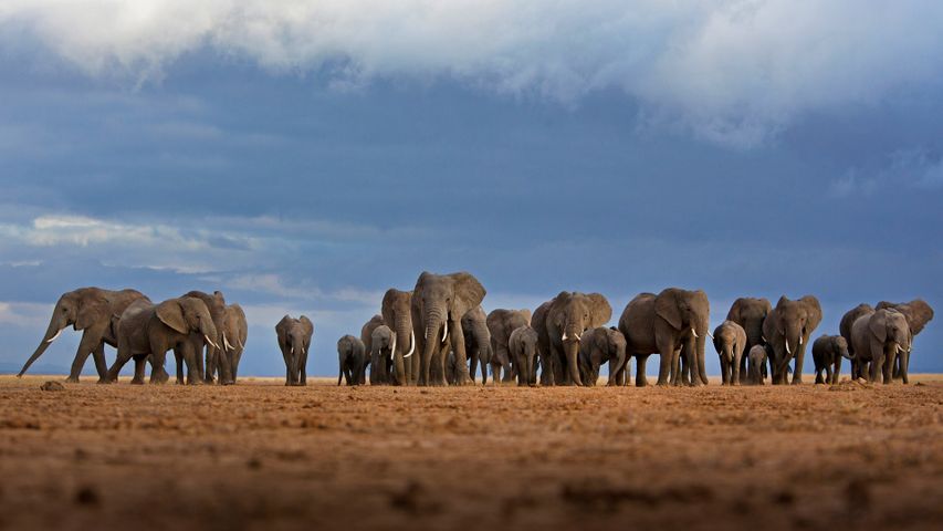 ｢ゾウの群れ｣ケニア, アンボセリ国立公園