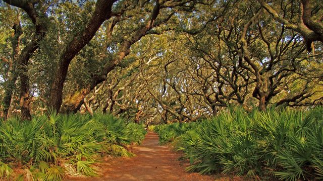 Cumberland Island National Seashore, Georgia