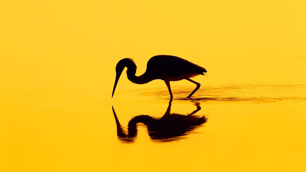 Silhouette eines Reihers 
