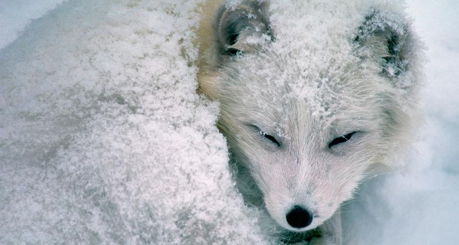 Arctic fox sleeping in snow