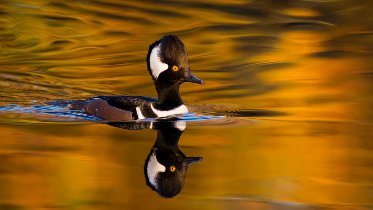 Male hooded merganser, Oregon, United States Bing Gallery · Peapix