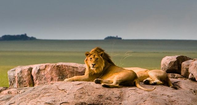 Lions in Serengeti National Park, Tanzania