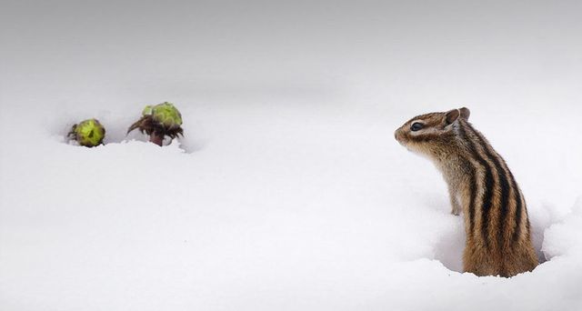 ｢エゾシマリス｣北海道, 標茶町