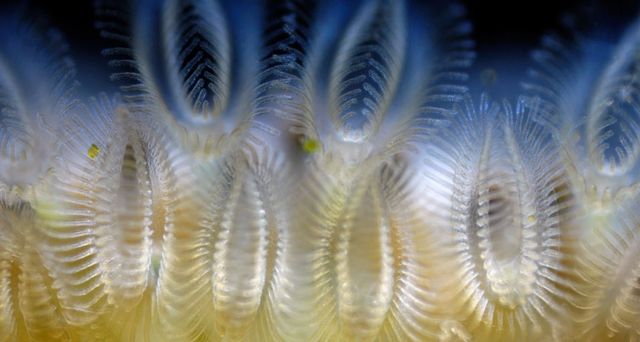 Freshwater ectoproct bryozoan (Cristatella mucedo)