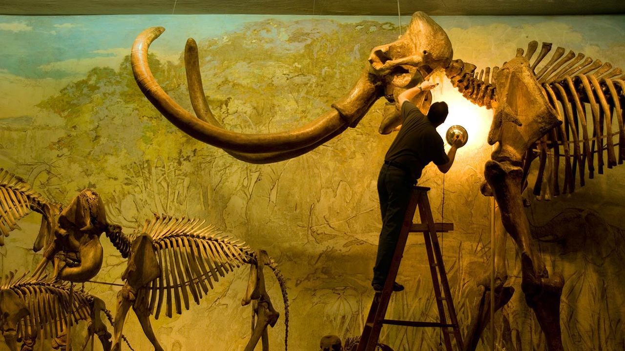 Archie, a Columbian mammoth specimen at the University of Nebraska State Museum in Lincoln, Nebraska