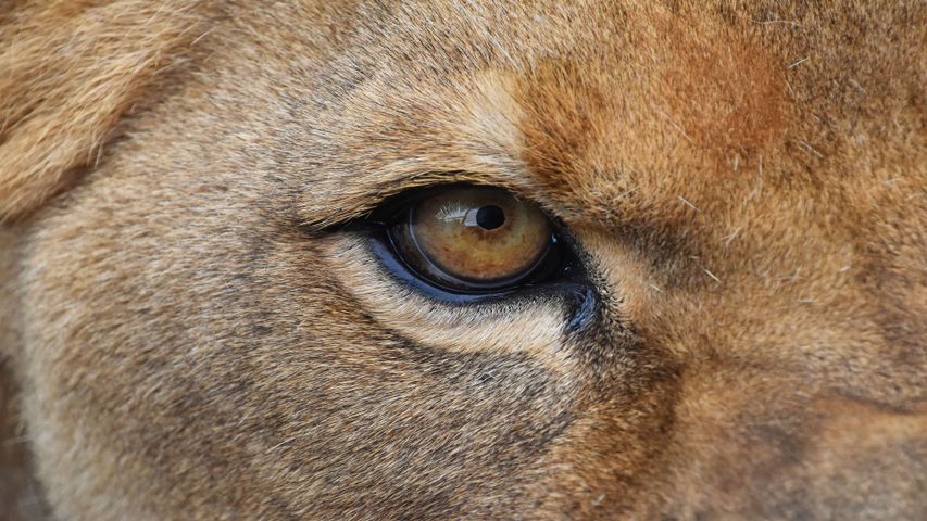Wild Eyes PREMIUM 4K Theme for Windows 10