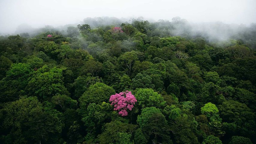 Lapacho ou arbre sacré des Incas, montagne de Kaw, Guyane française 
