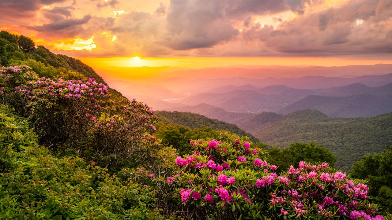 Of roads and rhododendrons