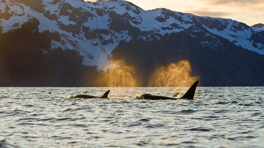 Orcas in der Resurrection Bay, Kenai-Fjords-Nationalpark, Alaska