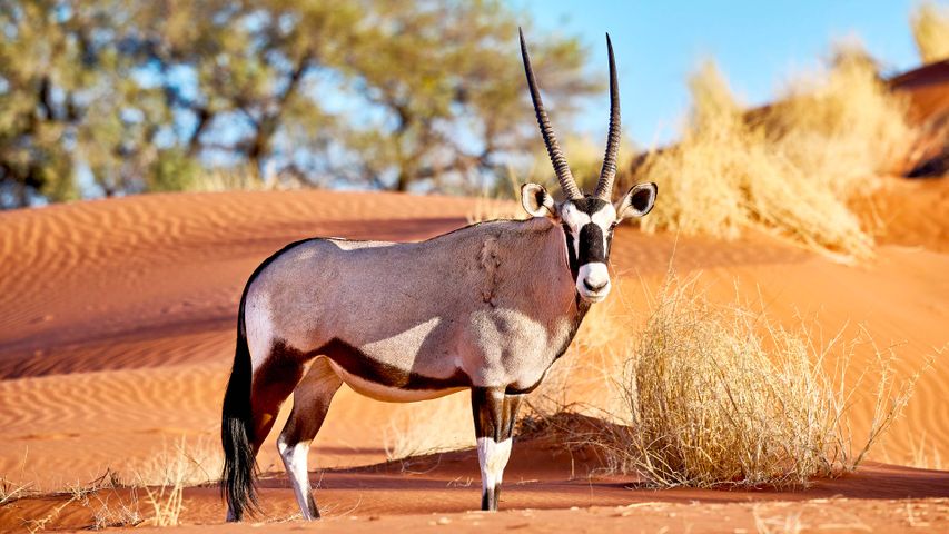 Gemsboks rock