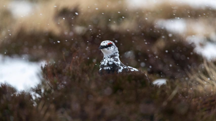 Ptarmigan (lagopus muta) in snow, Scotland