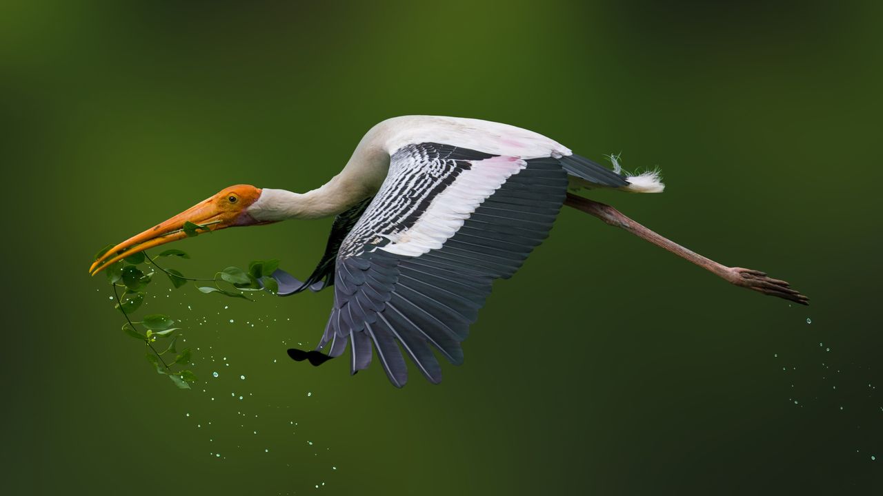 Painted Stork soaring with green foliage