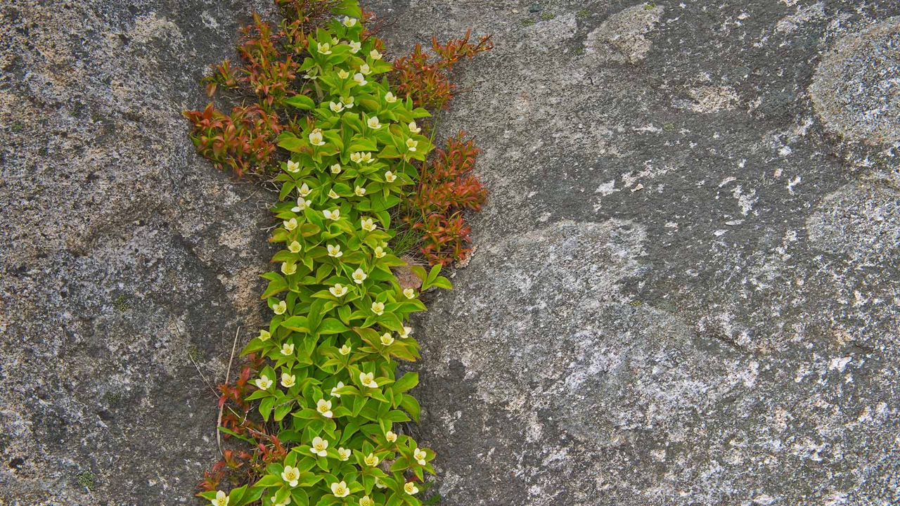 A close-up of bunchberry in Rose Blanche, Newfoundland