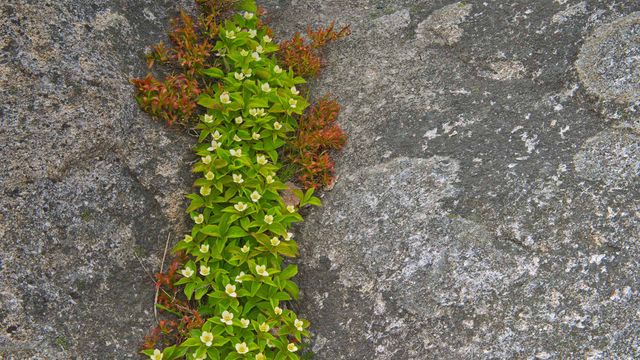 A close-up of bunchberry in Rose Blanche, Newfoundland