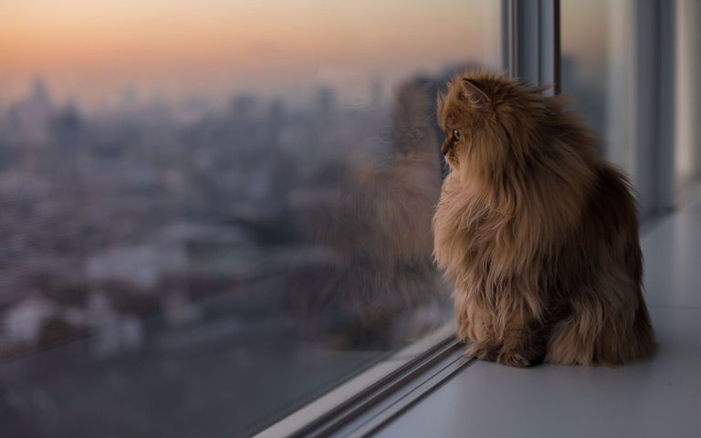Dogs and Cats Windows 10 Theme